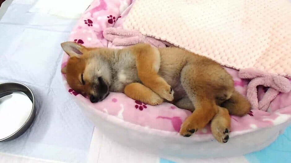 Shiba Mekuri screenshot 4