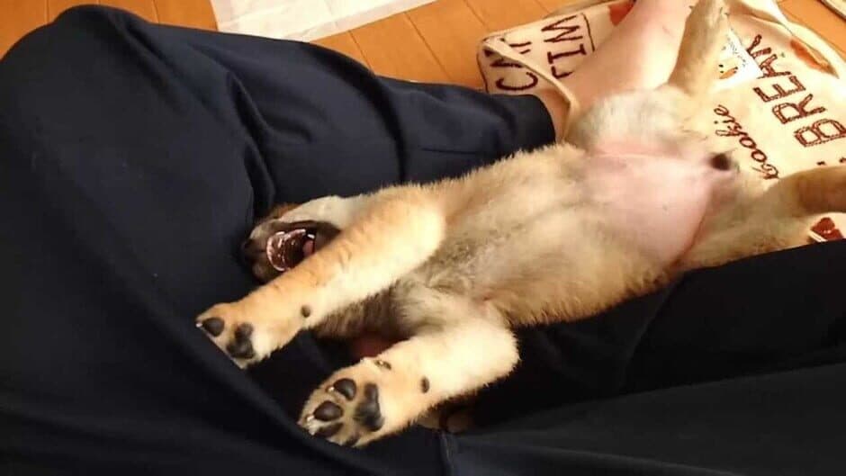 Shiba Mekuri screenshot 5