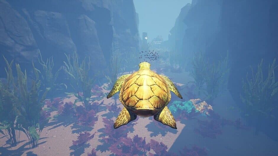 Turtle Racer screenshot 5