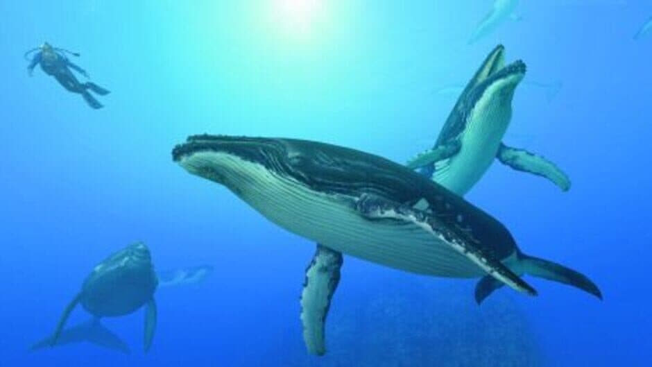 Endless Ocean: Blue World screenshot 1