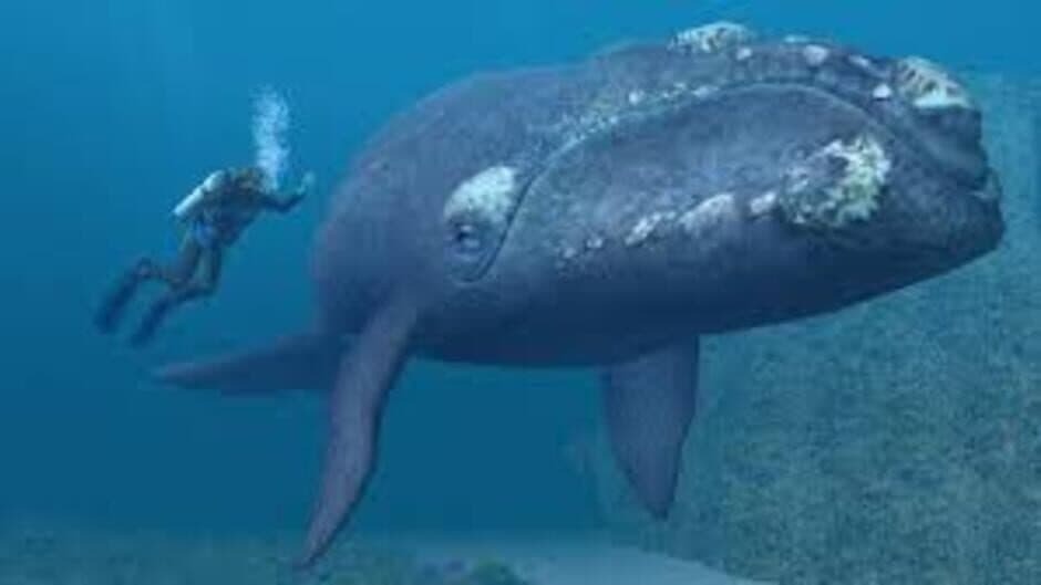 Endless Ocean screenshot 3