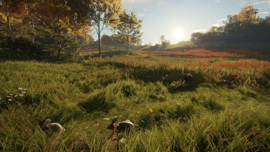TheHunter: Call of the Wild - Free Species: European Rabbit screenshot 3