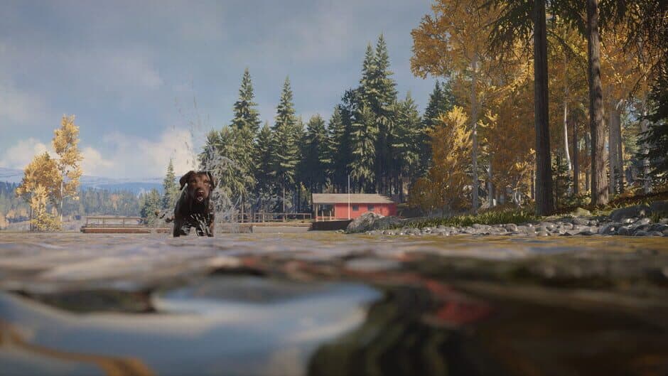 TheHunter: Call of the Wild - Labrador Retriever screenshot 3