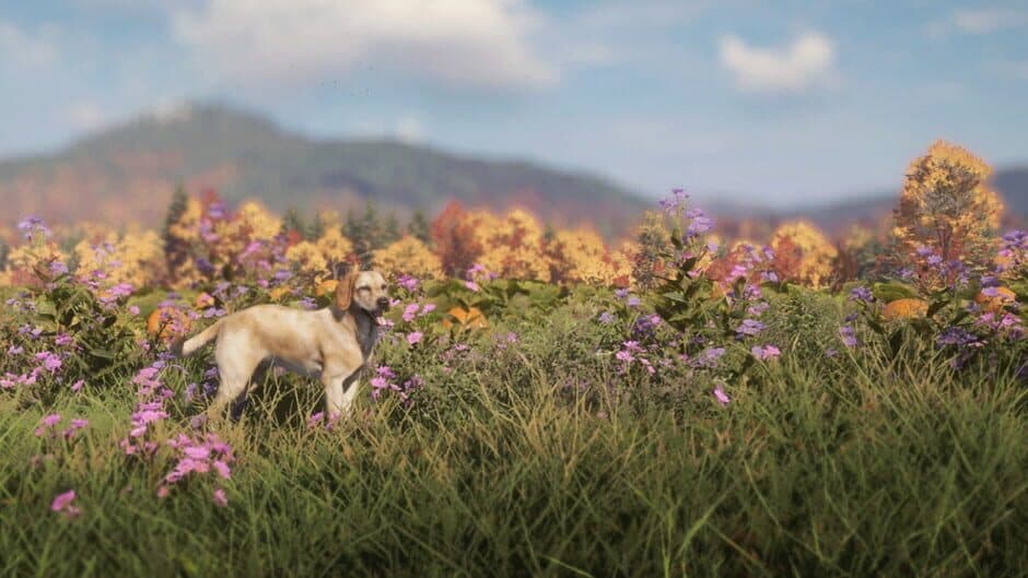 TheHunter: Call of the Wild - Labrador Retriever screenshot 6